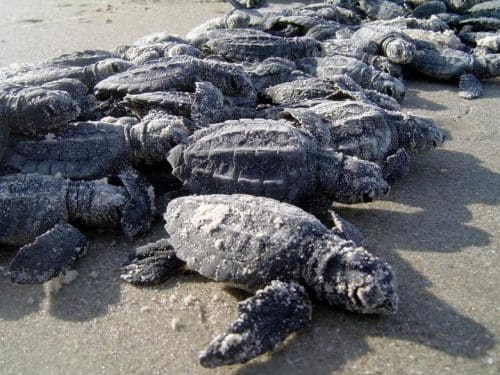 Baby Olive Ridley turtles  