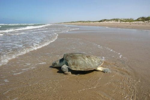 Olive Ridley turtle 