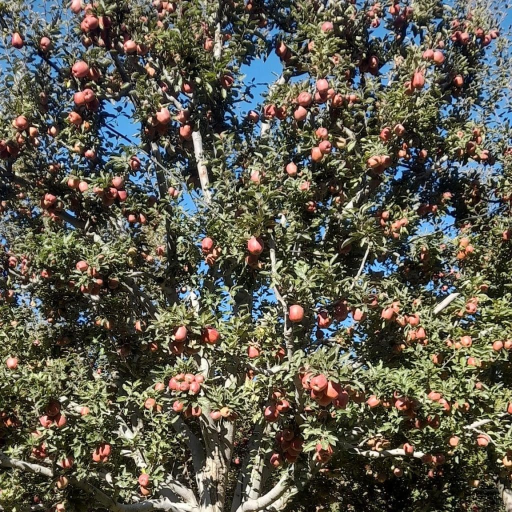 Huertos de manzanas, Kalpa