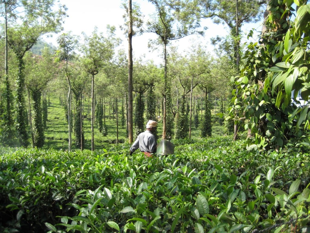 Tea gardens in India - Cardamom Hills, Wayanad. That's pepper growing like a vine up the tree trunks. Image courtesy: Suzanne Slatcher via Flickr