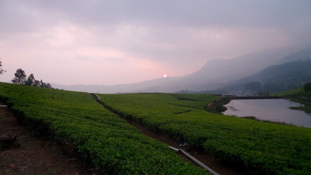  Tea gardens in India - Sunset from Kolukkumalai Image courtesy: Monsieur paradis via Flickr