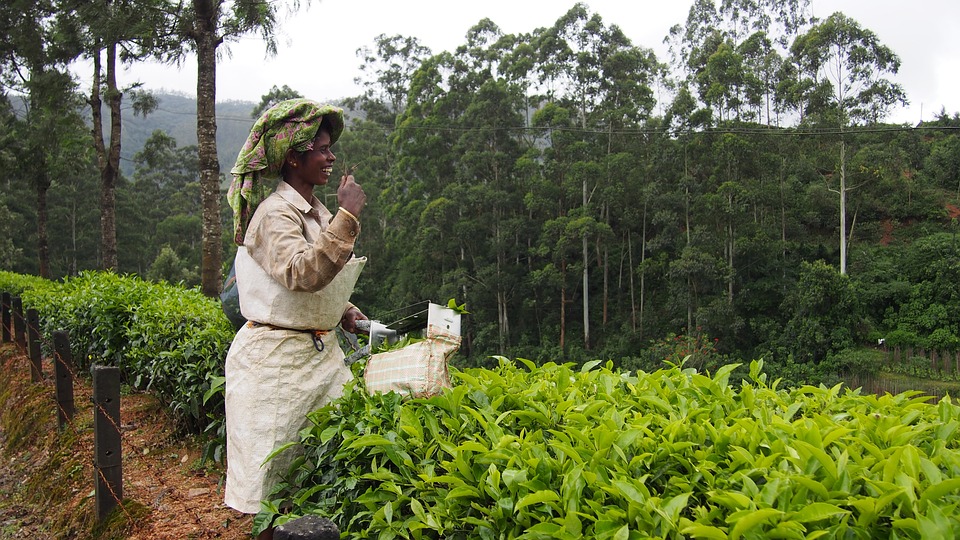  Tea gardens in India - Plantation Munnar 