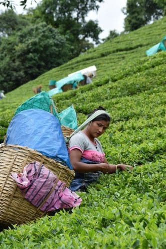  Tea gardens in India -