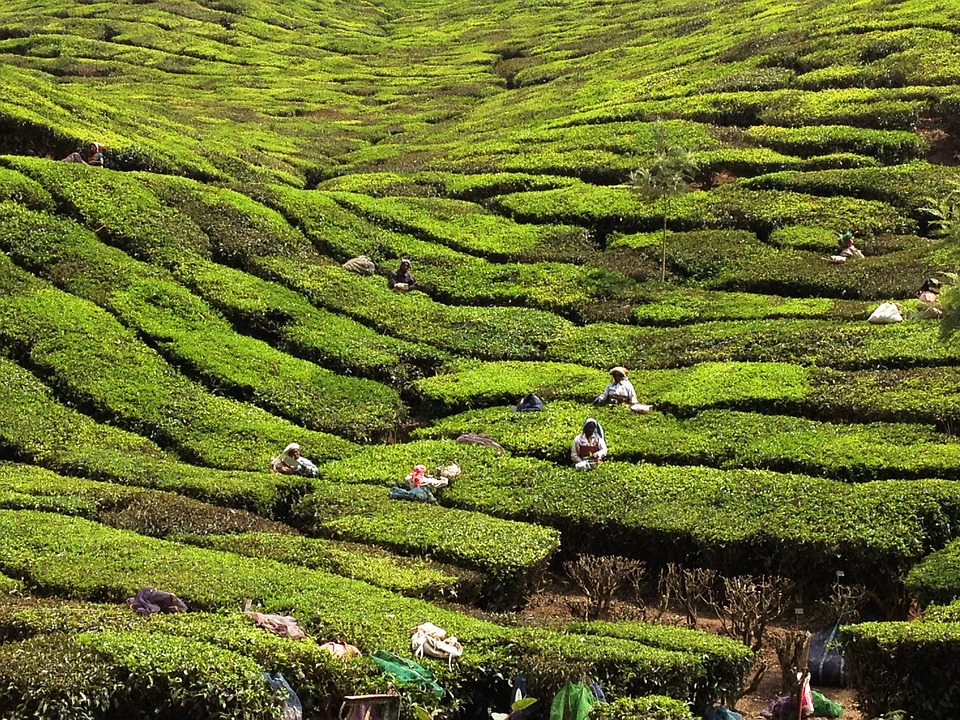  Tea gardens in India - Kerala Tea Planters