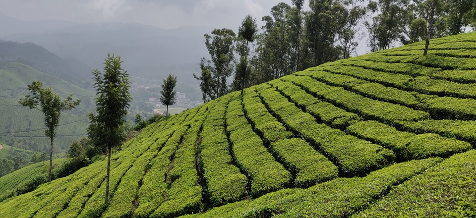  Tea gardens in India - Munnar Tea Plantation 