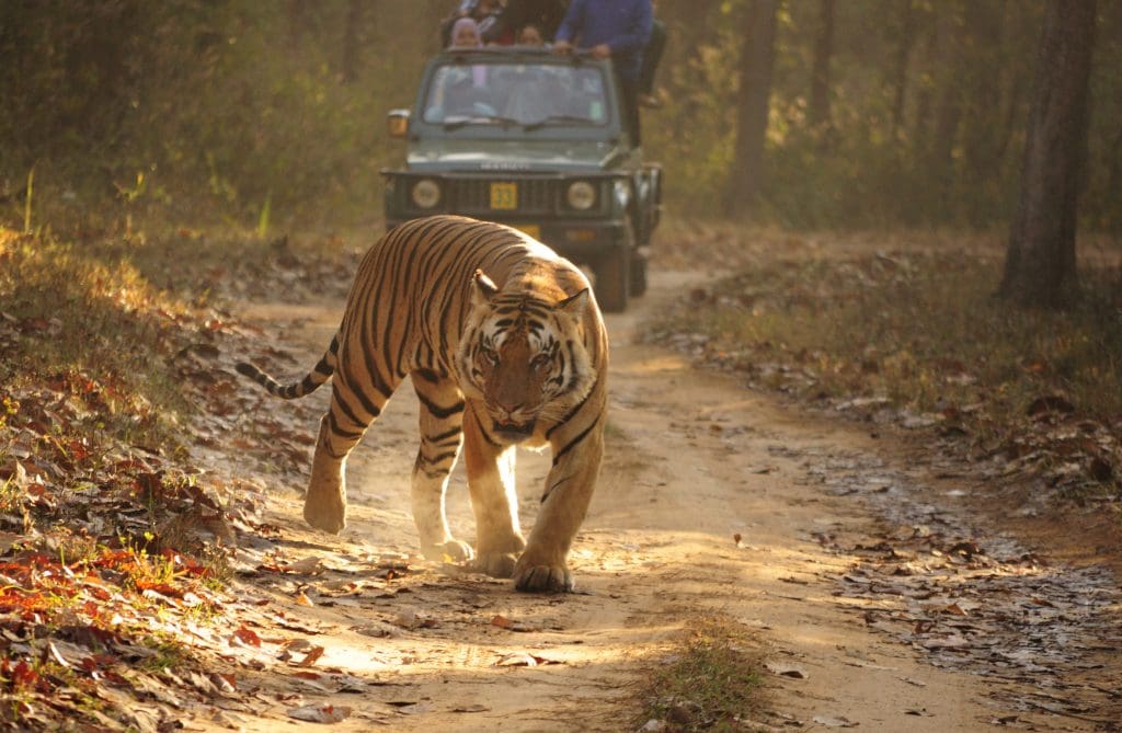Tigres de Kanha: un tigre real de Bengala de 8 años camina por una pista de polvo en el Parque Nacional Kanha, Madhya Pradesh.  Imagen cortesía: Dey.sandip a través de Wikipedia Commons
