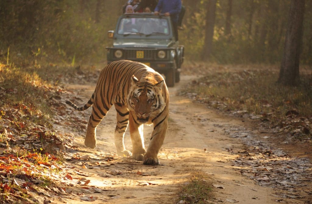 Tigers of Kanha - An 8-year-old Royal Bengal Tiger walks a dust track at Kanha National Park, Madhya Pradesh. Image Courtesy: Dey.sandip via Wikipedia Commons