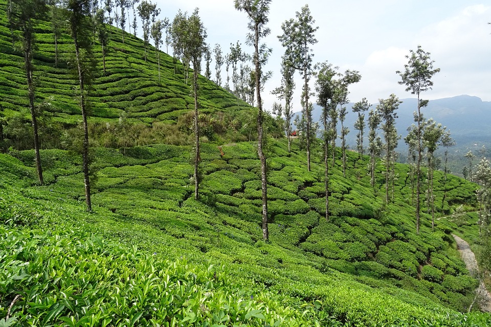  Tea gardens in India -  Kelagur Estate Tea Plantation