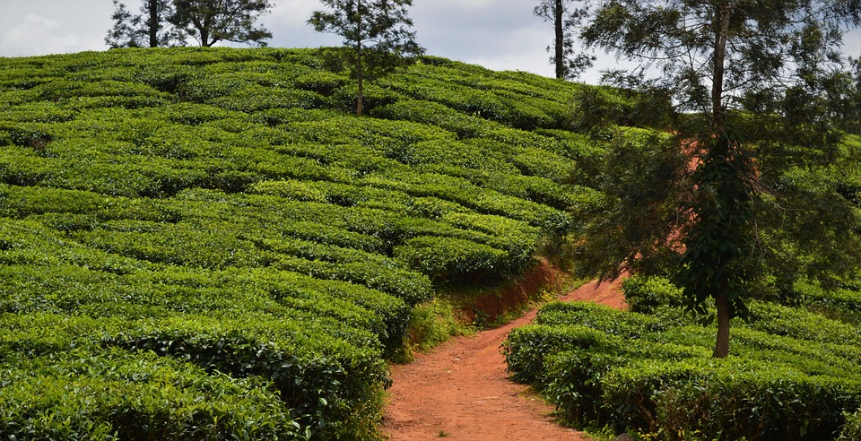  Tea gardens in India -  Plantations in Darjeeling