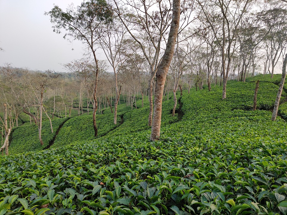  Tea gardens in India -  Assam 