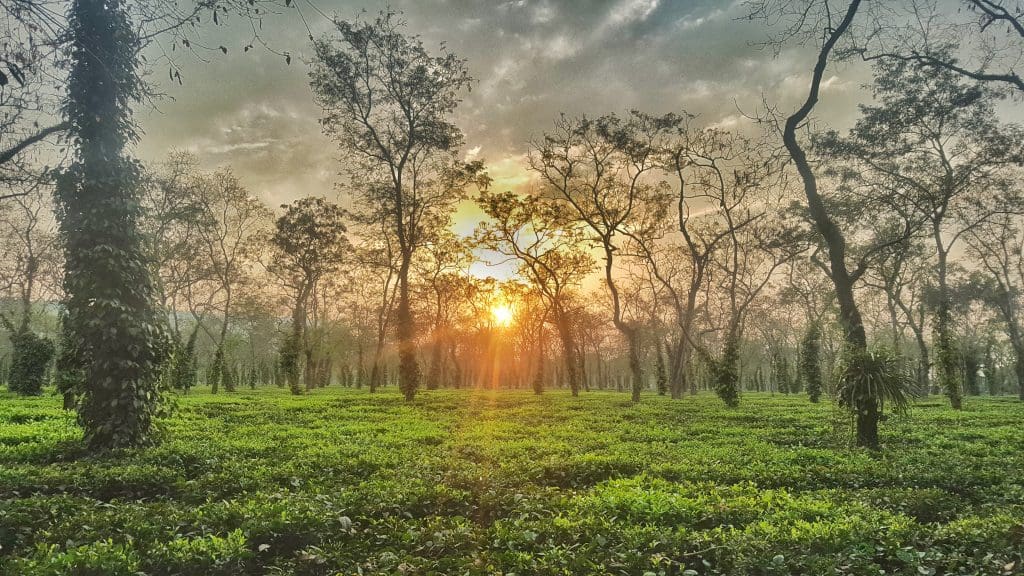 Tea gardens in India -  Kaziranga National Park, Assam Image courtesy: SRaheja via Wikipedia Commons