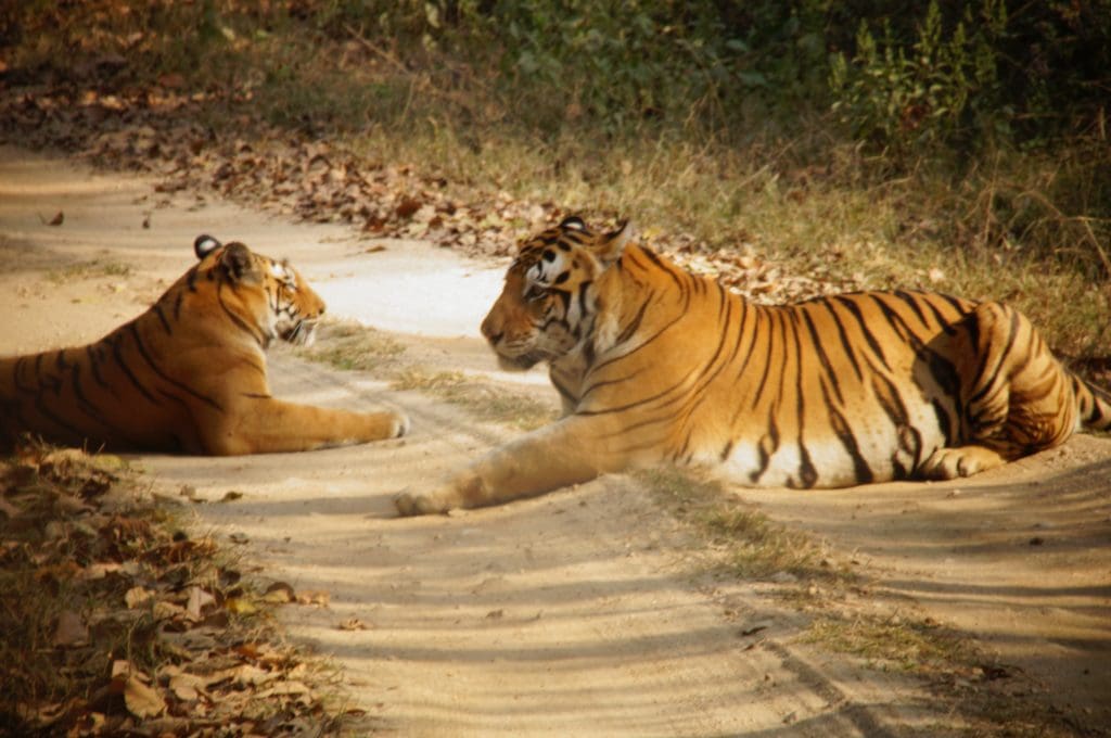 Tiger In Kanha National Park India Tigers of Kanha - get to know the famous 6 !