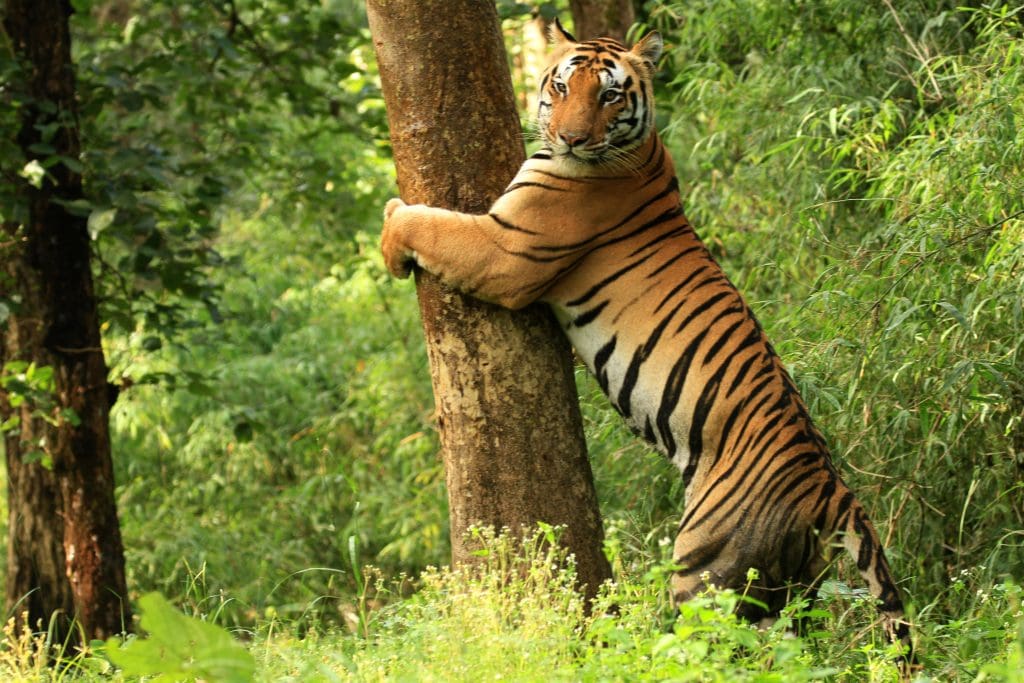 Tiger Kanha National Park Tigers of Kanha - get to know the famous 6 !