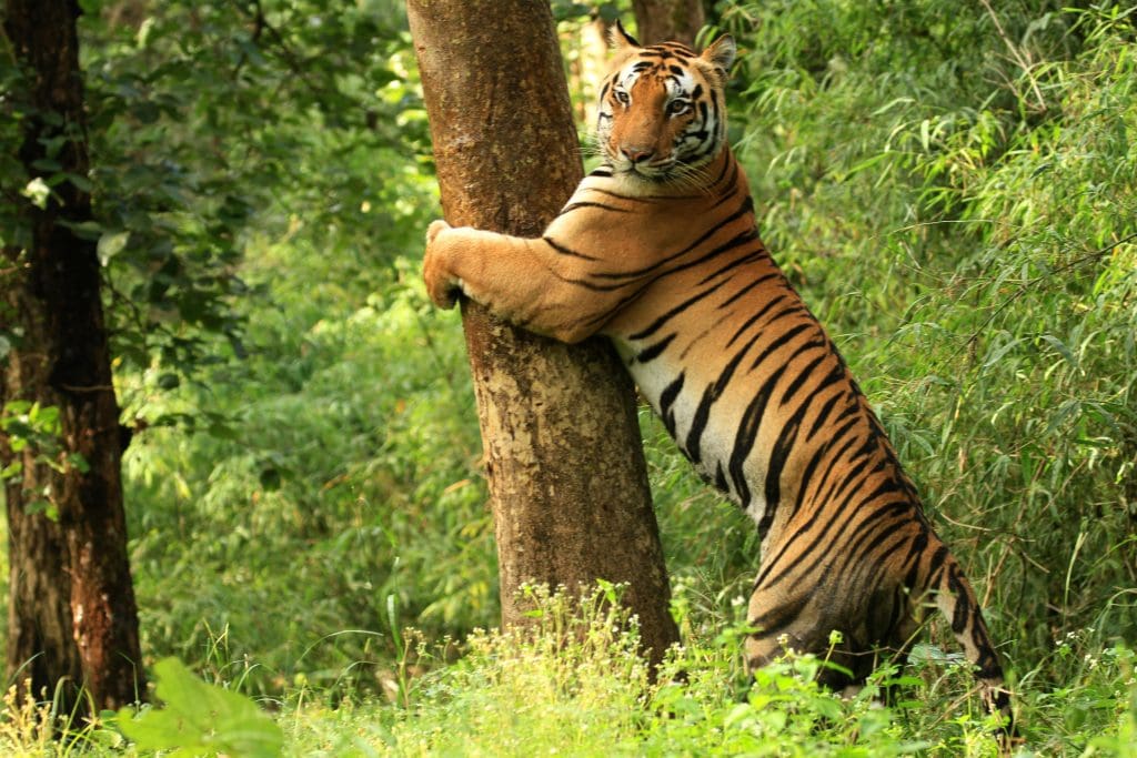 Tigers of Kanha - get to know the famous 6 ! 2 Tiger Kanha National Park Tigers of Kanha - get to know the famous 6 !