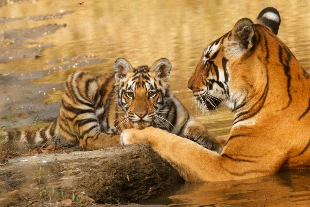 Tiger with Cub Kanha Tigers of Kanha conoce a los famosos 6