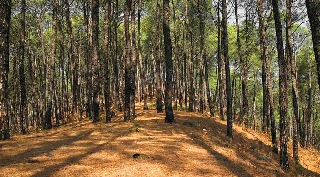  Tea gardens in India -  Darang Tea Estate, Himachal Pradesh 