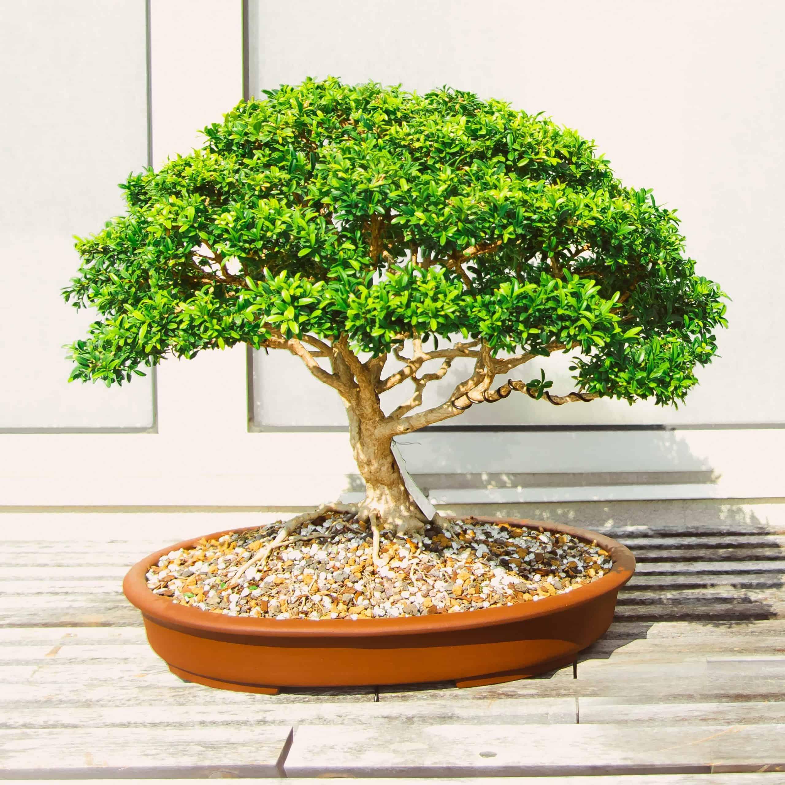 Árbol bonsai