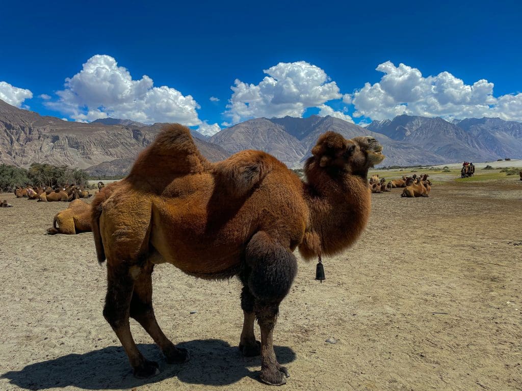 Camello bactriano - Ladhak