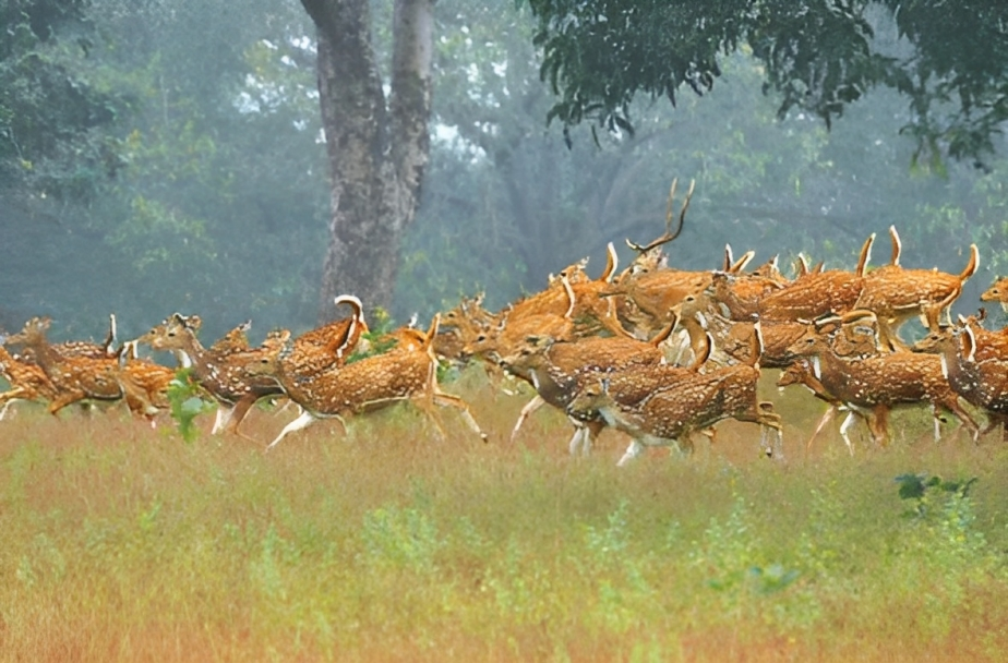 Wildlife Spotting in Kanha