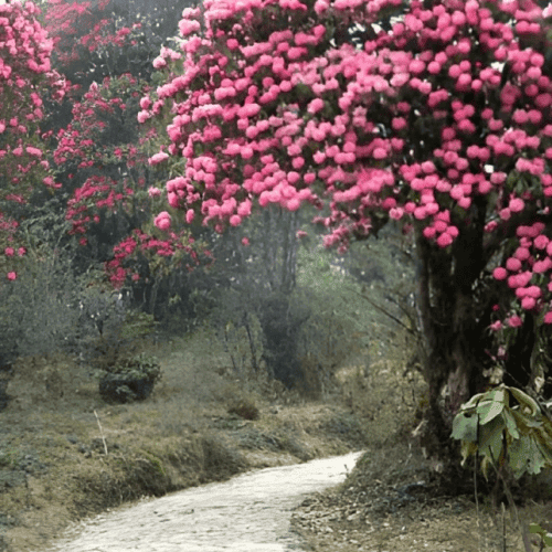 Rhododendrons Blossom in Sikkim - Spring 