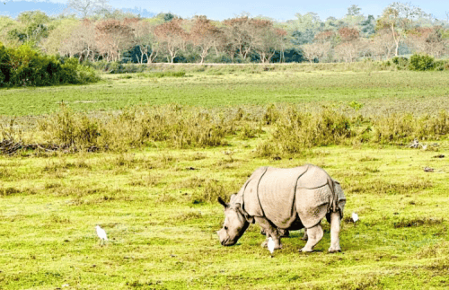 Warm Winter Holiday Retreats-Kaziranga National Park - North East India