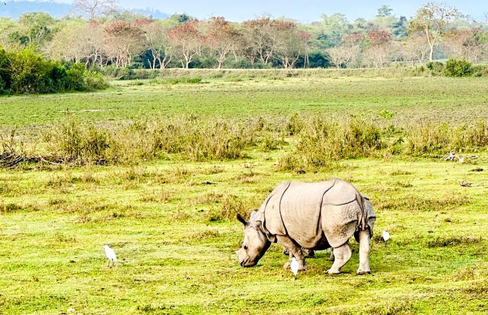 Un rinoceronte pastando dentro del Parque Nacional de Kaziranga - India nororiental 