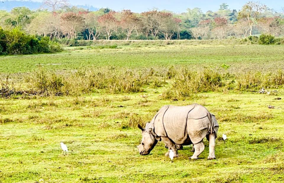 A Rhino grazing inside Kaziranga National Park  - North East India 