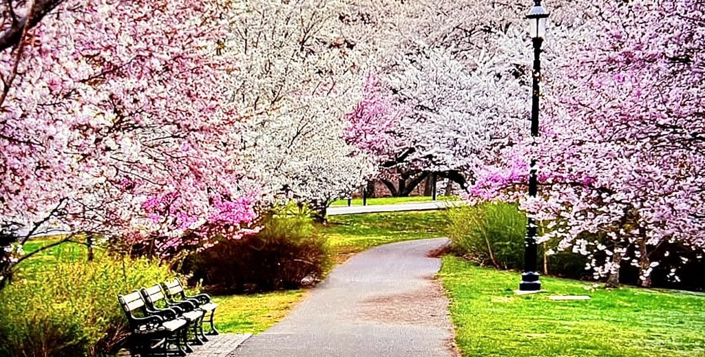  Cherry Blossom season 