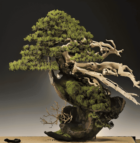 The Zen of a Bonsai tree: Mini magic - Today's Traveller - Travel & Tourism  News, Hotel & Holidays