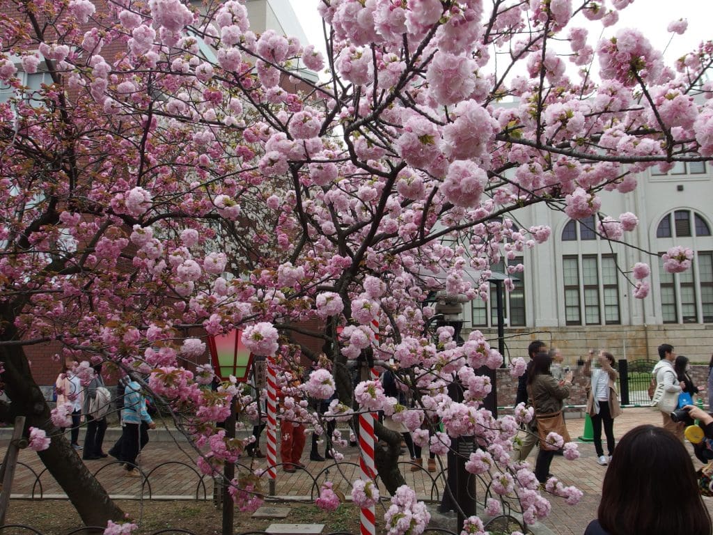  Japan's iconic cherry blossom season