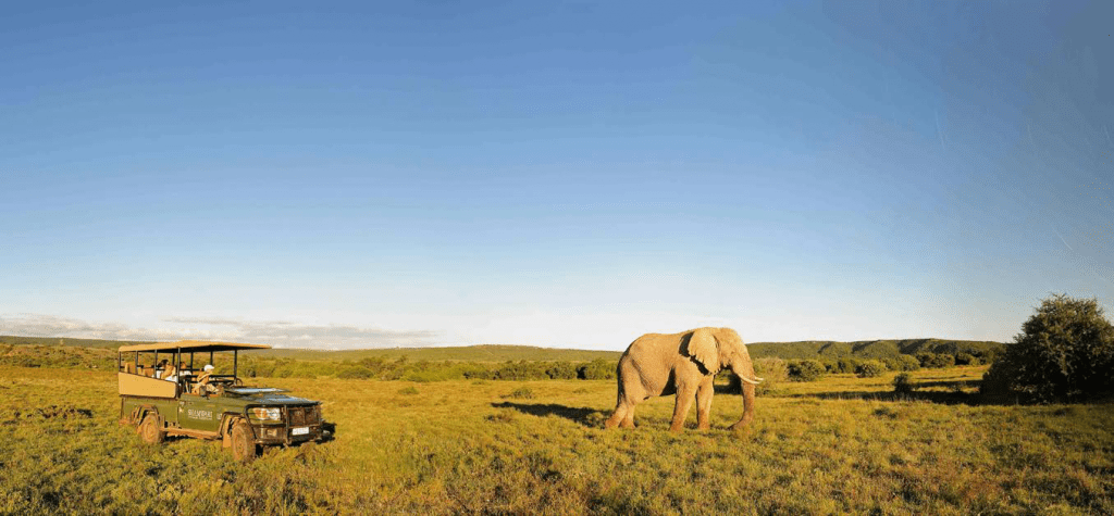 Global Travel: Elefantes en Sudáfrica 