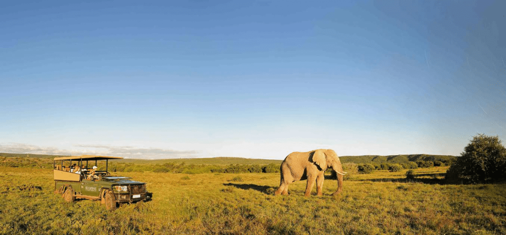 Wildlife in South Africa