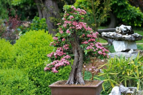 Un bonsái en flor
