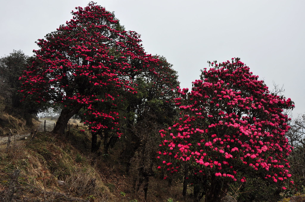  Rhododendron forests of Singalila , West Bengal