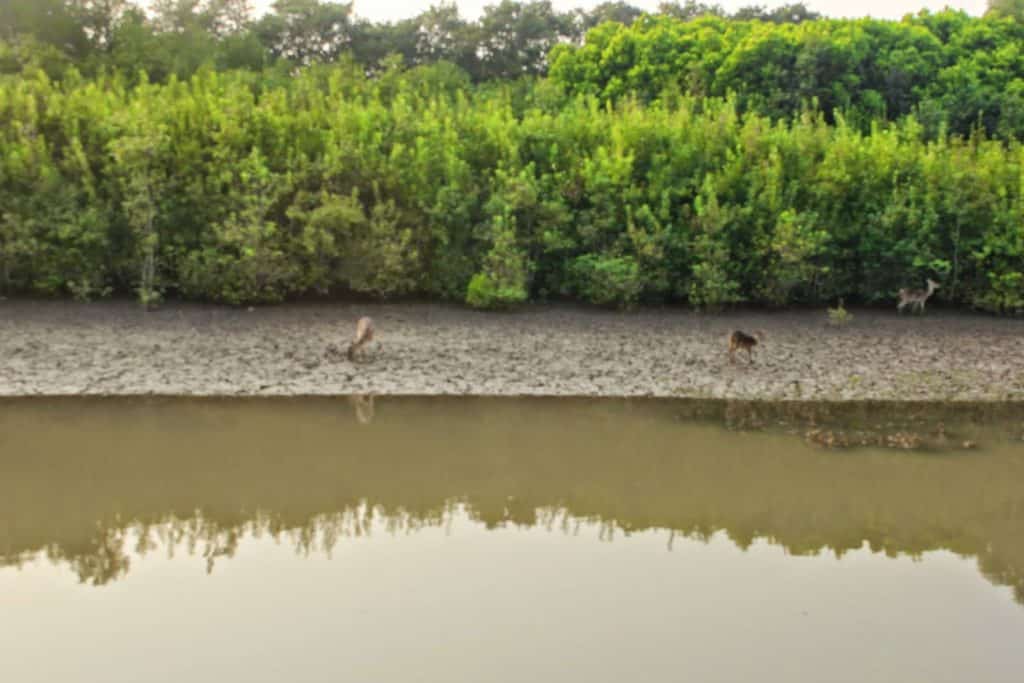 Bhitarkanika Mangrove Odisha Image credit Devopam via Wikipedia Commons