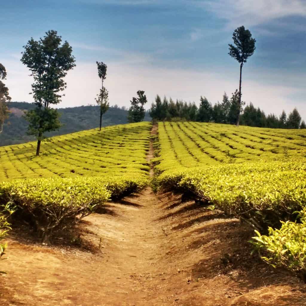 Ooty - Tea Garden