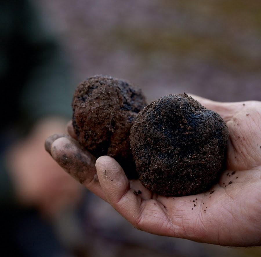 Freshly unearthed black truffle. Photo: Sarah Hewer