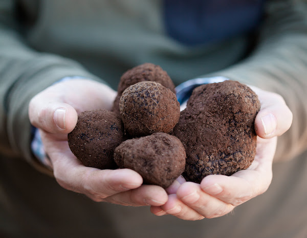 Freshly unearthed truffles. Photo: Sarah Hewer