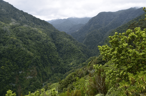 Selva tropical de Nagaland