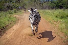 Key trends and 12 eco-friendly destinations leading the great green travel revolution 3 Wildlife conservation