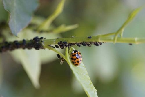 ladybug asian ladybug insect lice scaled Key trends and 12 eco-friendly destinations leading the great green travel revolution