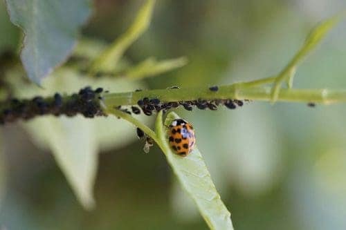 Key trends and 12 eco-friendly destinations leading the great green travel revolution 13 ladybug asian ladybug insect lice scaled Key trends and 12 eco-friendly destinations leading the great green travel revolution