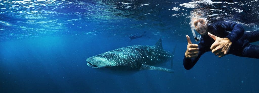 Daniel Ricciardo and whale shark L Ningaloo Credit Tourism Western Australia 1 Formula 1 driver Daniel Ricciardo promotes Western Australia road trips