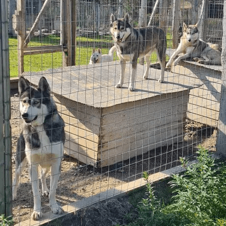 Husky Farm