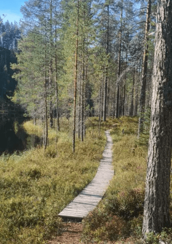 Pathways-in-the-Forest