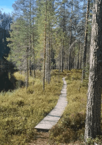 Pathways-in-the-Forest