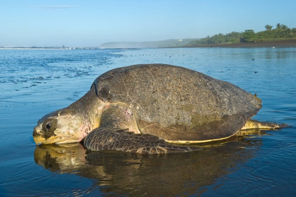 Old Olive Ridley Turtle