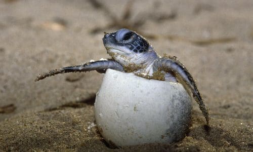 Newly born Olive ridley turtle 