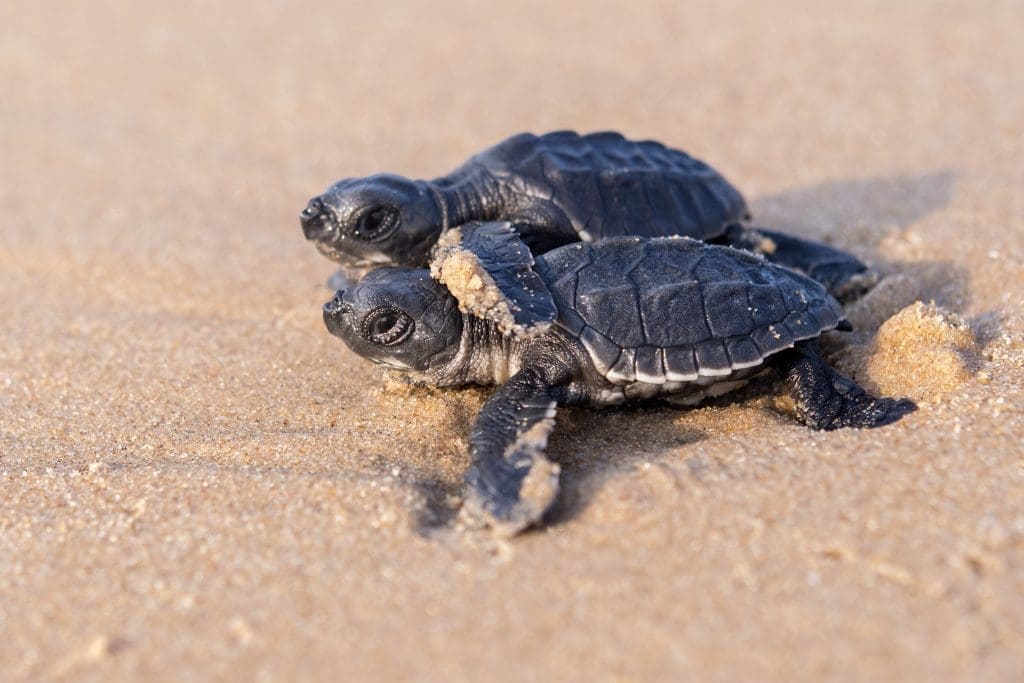 Olive Ridley turtles