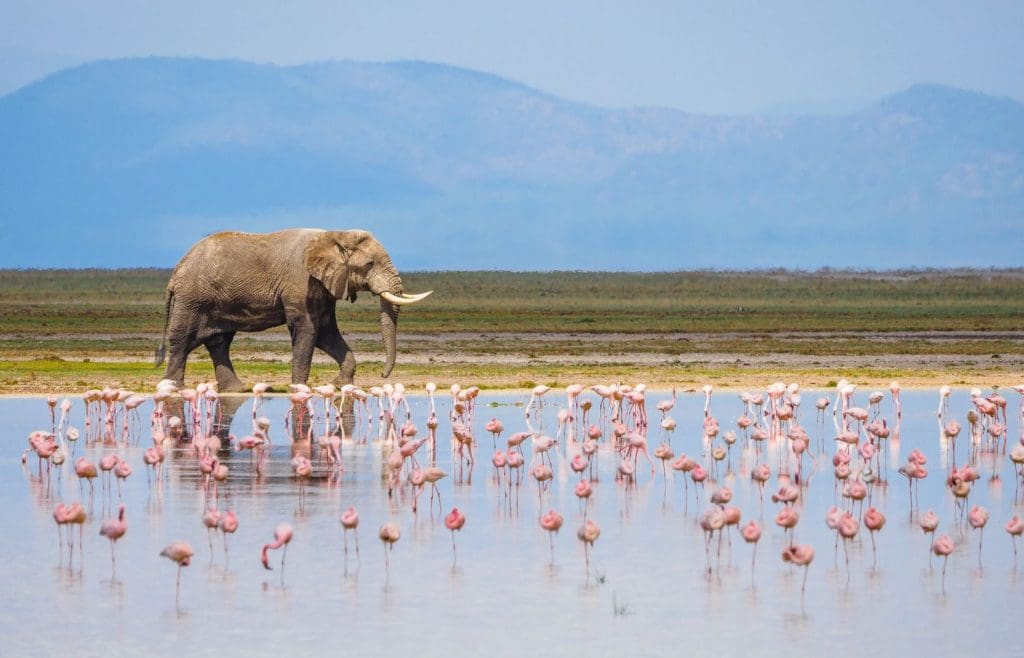 Clean destinations, Amboseli-Kenya